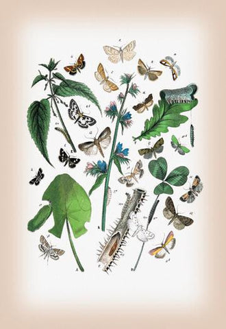 Moths: Pyrales Farinalis  Agliossa Pinguinalis  et al. 28x42 Giclee on Canvas