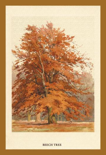 The Beech Tree 28x42 Giclee on Canvas