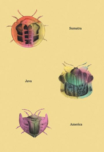 Beetles of Sumatra  Java and America #2 28x42 Giclee on Canvas