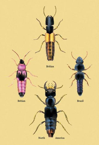 Beetles from Britain  Brazil  and North America #2 28x42 Giclee on Canvas