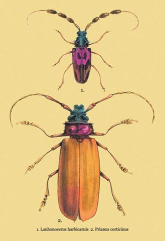 Beetles: Prianus Corticinus and Lanhonocerus Harbicarnis #2 28x42 Giclee on Canvas