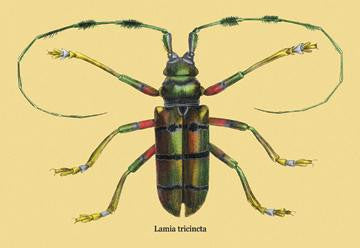 Beetle: Lamia Tricincta #2 28x42 Giclee on Canvas