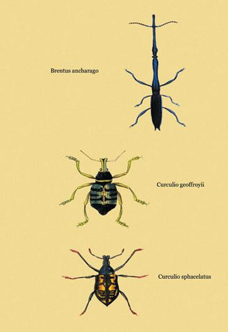 Beetles: Brentus Anchorago  Curculio Geoffroyii et al. #2 28x42 Giclee on Canvas