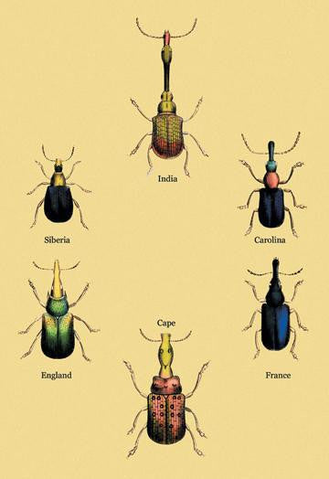 Beetles From Around the World #2 28x42 Giclee on Canvas