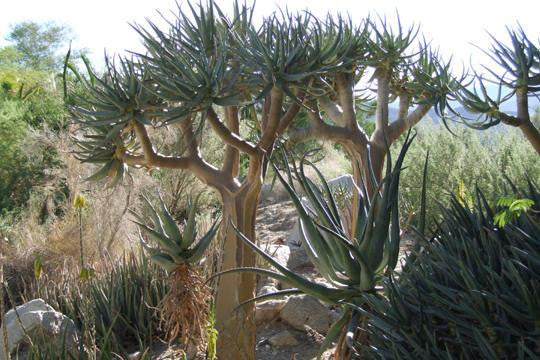 Desert Tree 28x42 Giclee on Canvas