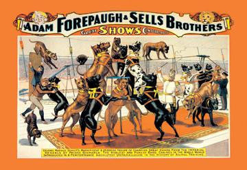 A Troupe of Champion Great Danes: Adam Forepaugh and Sells Brothers Great Shows Consolidated 12x18 Giclee on c