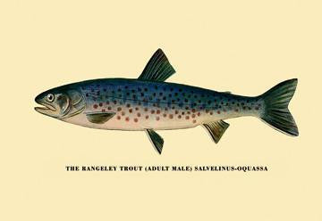 The Rangeley Trout 12x18 Giclee on canvas