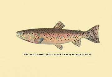 The Red Throat Trout 12x18 Giclee on canvas