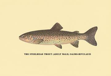 The Steelhead Trout 12x18 Giclee on canvas