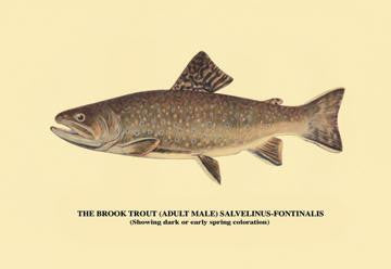 The Brook Trout (Showing Dark or Early Spring Coloration) 12x18 Giclee on canvas