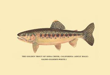 The Golden Trout of Soda Creek 12x18 Giclee on canvas