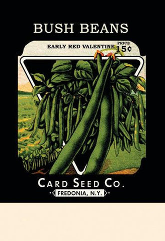 Bush Beans: Early Red Valentine 12x18 Giclee on canvas