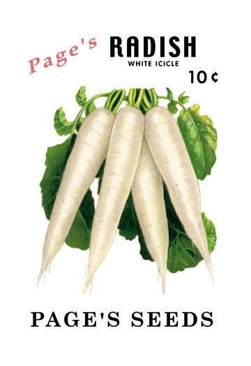 Page&#39;s Radish: White Icicle 12x18 Giclee on canvas