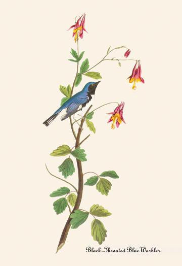 Black-Throated Blue Warbler 12x18 Giclee on canvas