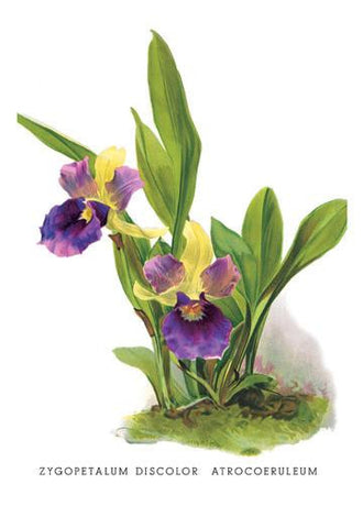 Zygopetalum Discolor Atrocoeruleum 12x18 Giclee on canvas