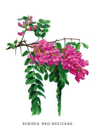 Robinia Neo-Mexicana 12x18 Giclee on canvas