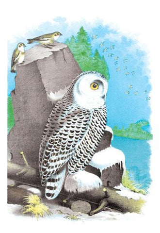 The Snow Owl 12x18 Giclee on canvas