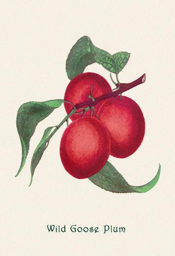 Wild Goose Plum 12x18 Giclee on canvas