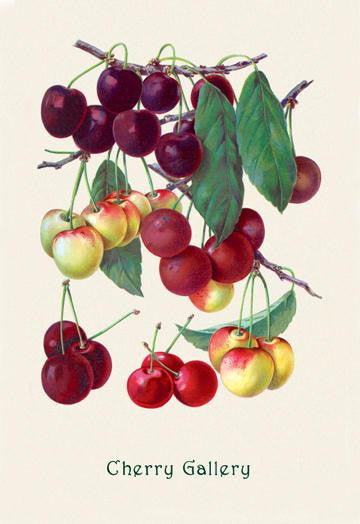 Cherry Gallery 12x18 Giclee on canvas