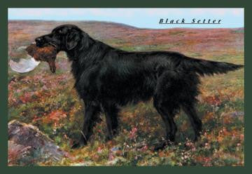 Black Setter 12x18 Giclee on canvas