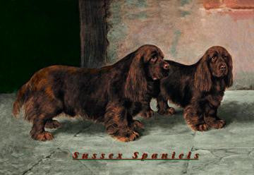 Two Champion Sussex Spaniels 12x18 Giclee on canvas