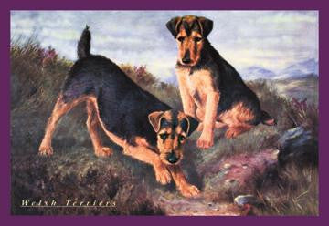 Two Welsh Terriers 12x18 Giclee on canvas