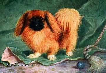 Pekinese Champion Chu-erh of Alderbourng 12x18 Giclee on canvas