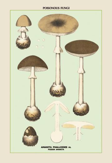 Poisonous Amanita 12x18 Giclee on canvas