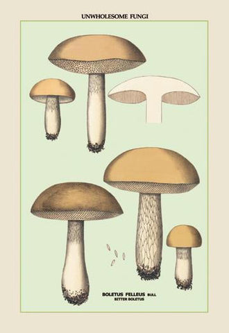 Unwholesome Fungi: Bitter Boletus 12x18 Giclee on canvas