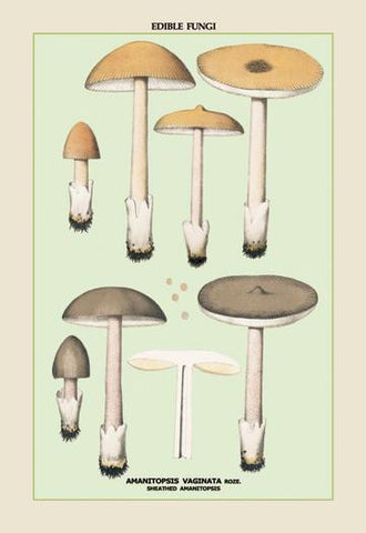 Edible Fungi: Sheathed Amanitopsis 12x18 Giclee on canvas