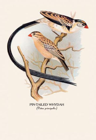 Pin-Tailed Whydah 12x18 Giclee on canvas