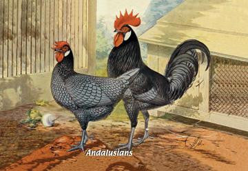 Andalusians (Chickens) 12x18 Giclee on canvas