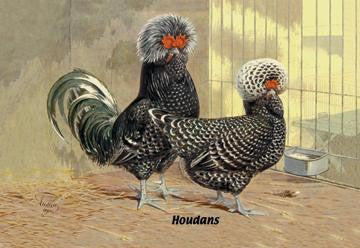 Houdans (Chickens) 12x18 Giclee on canvas