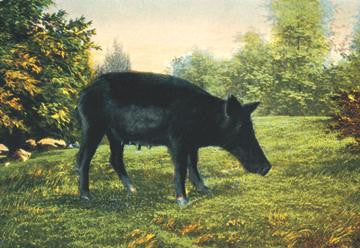 Wild Boar 12x18 Giclee on canvas