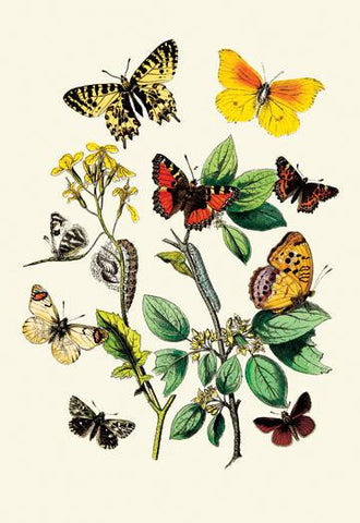 Butterflies: E. Belemia  E. Tagis  et al. 12x18 Giclee on canvas