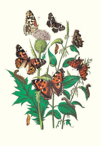 Butterflies: V. Xanthomelas  V. Prorsa  et al. 12x18 Giclee on canvas