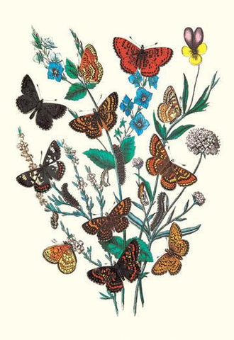 Butterflies: M. Cynthia  M. Athalia  et al. 12x18 Giclee on canvas