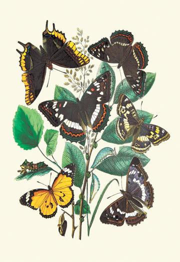 Butterflies: L. Populi  A. Iris  et al. 12x18 Giclee on canvas