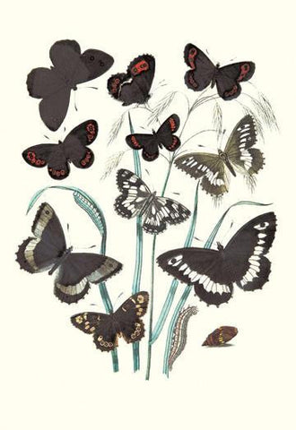 Butterflies: H. Circe  H. Hermione  et al. 12x18 Giclee on canvas