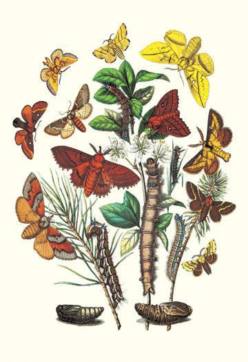 Moths: G. Quercifolia  L. Potatoria  et al. 12x18 Giclee on canvas