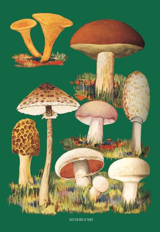 Mushrooms #1 12x18 Giclee on canvas