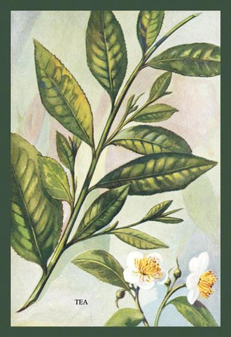 Tea Plant #2 12x18 Giclee on canvas