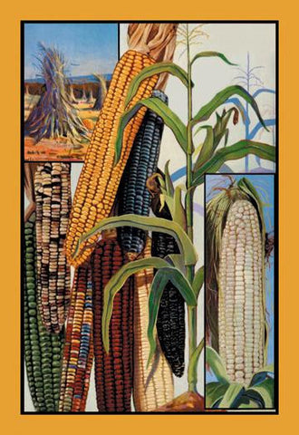 Indian Corn 12x18 Giclee on canvas