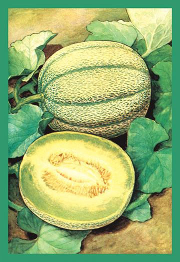 Muskmelon 12x18 Giclee on canvas