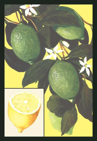 Lemon 12x18 Giclee on canvas