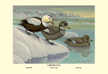 Labrador Duck 12x18 Giclee on canvas