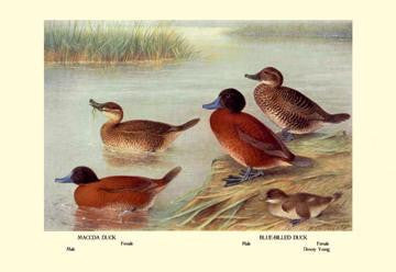 Maccoa and Blue-Billed Ducks 12x18 Giclee on canvas