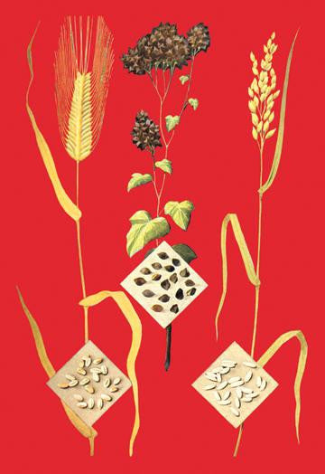 Grains: Barley  Buckwheat  and Rice #1 12x18 Giclee on canvas