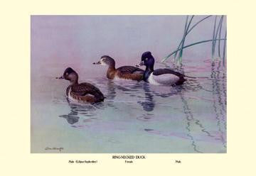 Ring-Necked Duck 12x18 Giclee on canvas