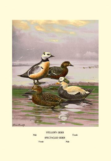 Stellars and Spectacled Eiders 12x18 Giclee on canvas